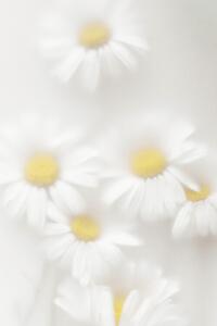 Fotografija Daisies, Magda Izzard