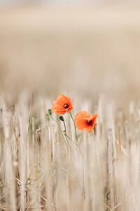 Fotografija Summer Poppies, Mareike Bohmer