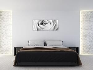 Slika - Detalj cvijeta ruže (120x50 cm)
