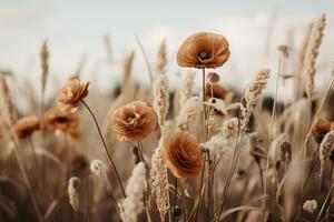 Fotografija Orange Poppy Field, Treechild