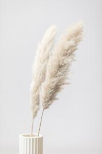 Fotografija Pampas Grass Grey 11, Studio Collection