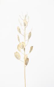 Fotografija Solitary dried plant, Studio Collection