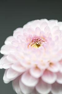 Fotografija Pink Flower No1, Studio Collection