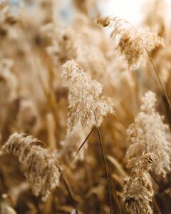 Fotografija Reed flower, Josip Milievi