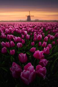 Fotografija Tulip Mania, SANDEEP MATHUR