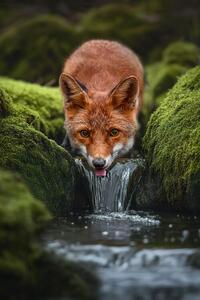 Fotografija LittleFox, Marcel Egger