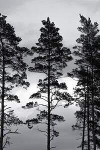 Ilustracija Swedish Trees, Mareike Böhmer, (26.7 x 40 cm)