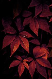 Umjetnička fotografija Dark Leaves, Mareike Böhmer, (26.7 x 40 cm)