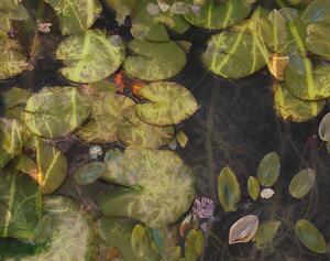 Ilustracija Pond plants, Nel Talen, (40 x 30 cm)