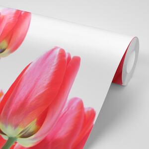 Fototapeta crveni poljski tulipani
