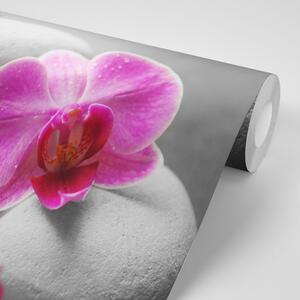 Fototapeta cvjetovi orhideje na kamenju