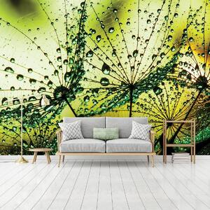 Foto tapeta - Maslačci - apstrakcija - zeleni (152,5x104 cm)
