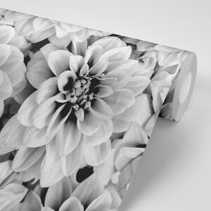 Fototapeta cvijeće dalije u crno-bijelom dizajnu