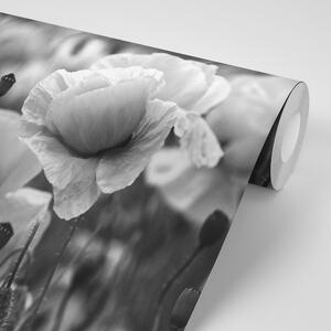 Fototapeta crno-bijelo polje divljih makova
