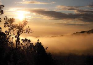 Foto tapeta - Izlazak sunca nad maglovitom šumom (152,5x104 cm)