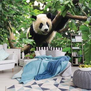 Foto tapeta - Panda na stablu (152,5x104 cm)