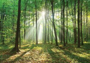 Foto tapeta - Šuma na dnevnom svjetlu (152,5x104 cm)
