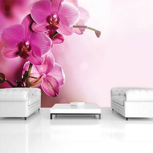 Foto tapeta - Orhideja (152,5x104 cm)