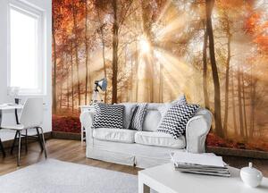 Foto tapeta - Jesenska šuma na suncu (152,5x104 cm)