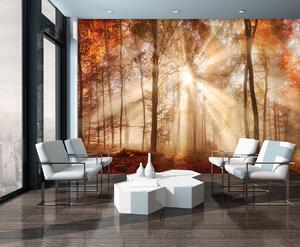 Foto tapeta - Jesenska šuma na suncu (152,5x104 cm)