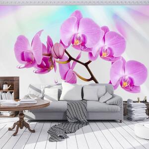 Foto tapeta - Orhideja (152,5x104 cm)