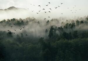 Foto tapeta - Ptice, šuma i magla (152,5x104 cm)