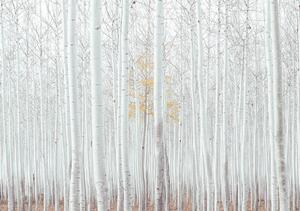 Foto tapeta - Šuma - bijela (152,5x104 cm)