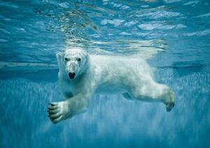 Foto tapeta - Polarni medvjed (152,5x104 cm)