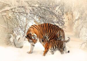 Foto tapeta - Tigrovi u snijegu (152,5x104 cm)