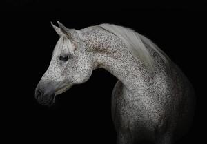 Foto tapeta - Bijeli konj (152,5x104 cm)