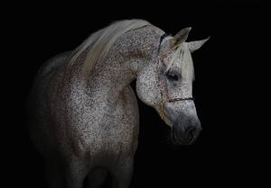 Foto tapeta - Bijeli konj (152,5x104 cm)
