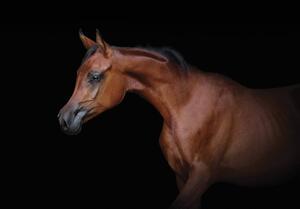 Foto tapeta - Smeđi konj na crnoj pozadini (152,5x104 cm)