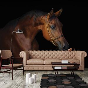 Foto tapeta - Smeđi konj na crnoj pozadini (152,5x104 cm)