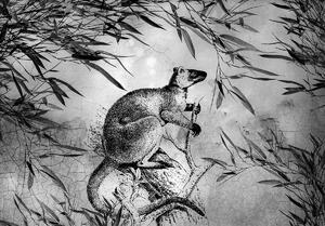Foto tapeta - Crno-bijeli klokan (152,5x104 cm)