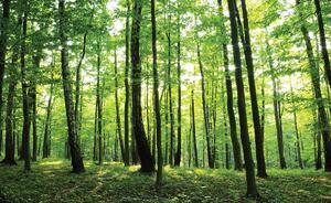 Foto tapeta - Zelena šuma (152,5x104 cm)
