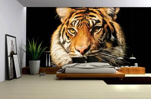 Foto tapeta - Veličanstveni tigar (152,5x104 cm)