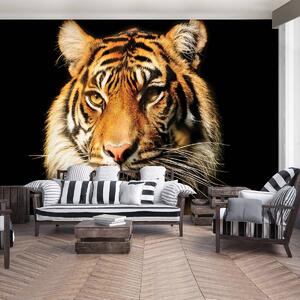 Foto tapeta - Veličanstveni tigar (152,5x104 cm)