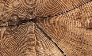 Foto tapeta - Presjek debla drveta (152,5x104 cm)