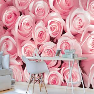 Foto tapeta - Ružičaste ruže (152,5x104 cm)