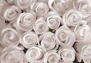 Foto tapeta - Bijele ruže (152,5x104 cm)