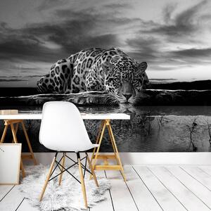 Foto tapeta - Puzajući Jaguar u crno-bijeloj boji (152,5x104 cm)