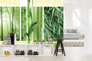 Foto tapeta - Bambus (152,5x104 cm)