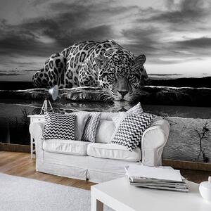 Foto tapeta - Puzajući Jaguar u crno-bijeloj boji (152,5x104 cm)