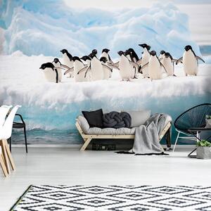 Foto tapeta - Pingvini (152,5x104 cm)