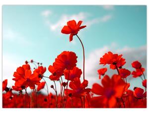 Slika polja s svetlo rdečimi cvetovi (70x50 cm)