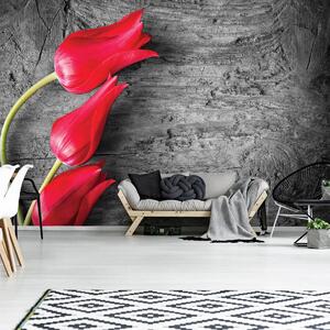 Foto tapeta - Crveni tulipani (152,5x104 cm)