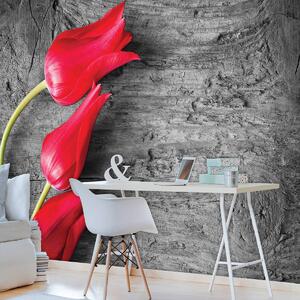 Foto tapeta - Crveni tulipani (152,5x104 cm)