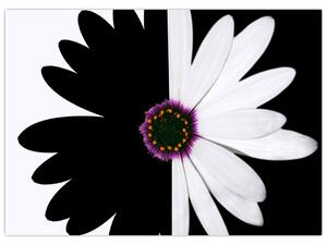 Slika črno-bele rože (70x50 cm)