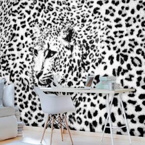 Foto tapeta - Crno-bijela - gepard (152,5x104 cm)