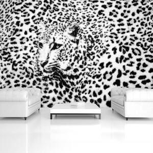 Foto tapeta - Crno-bijela - gepard (152,5x104 cm)